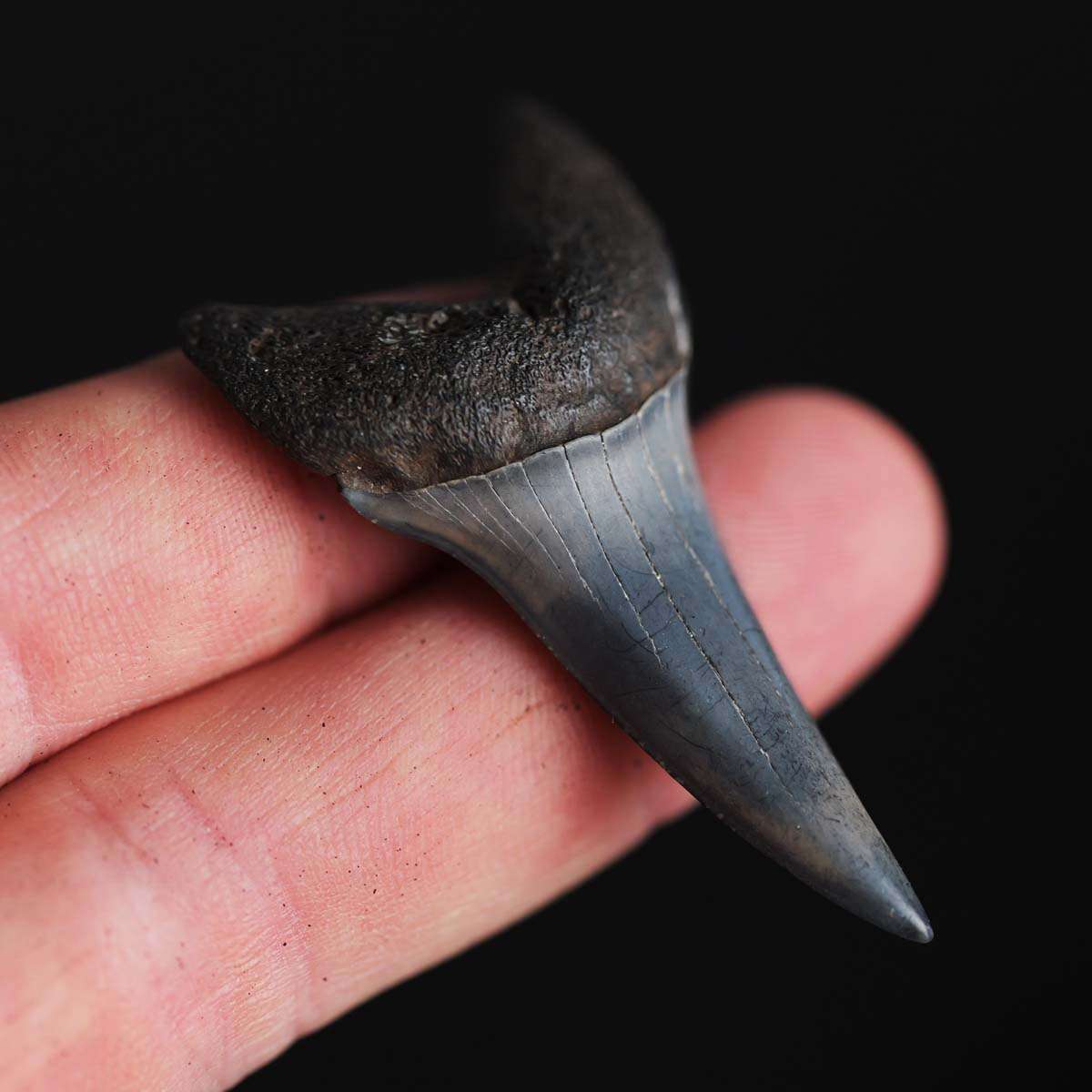 High Quality 2.24" Broad-Toothed Mako - Coastal Georgia - Image 4