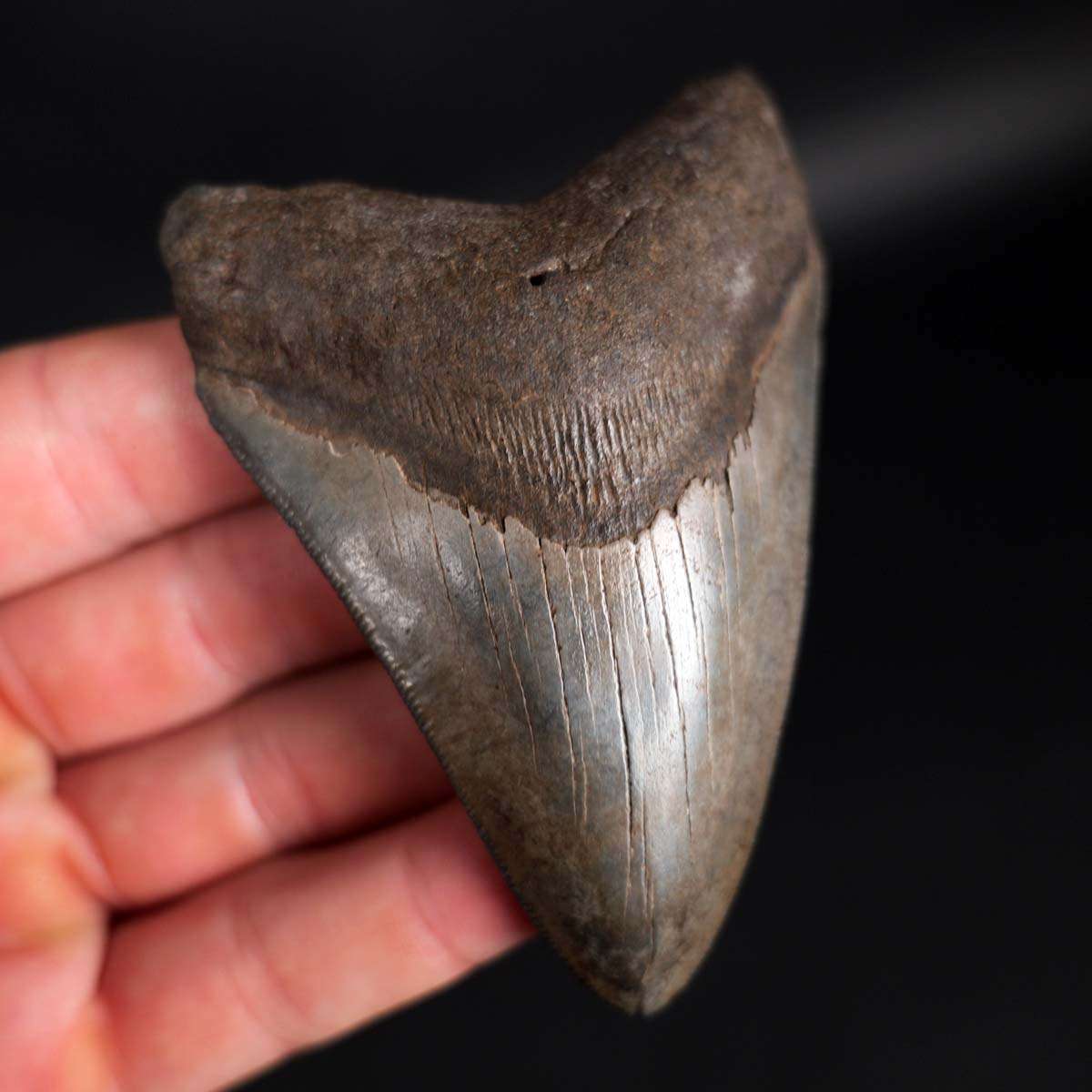 3.70" Megalodon Tooth from Coastal Georgia