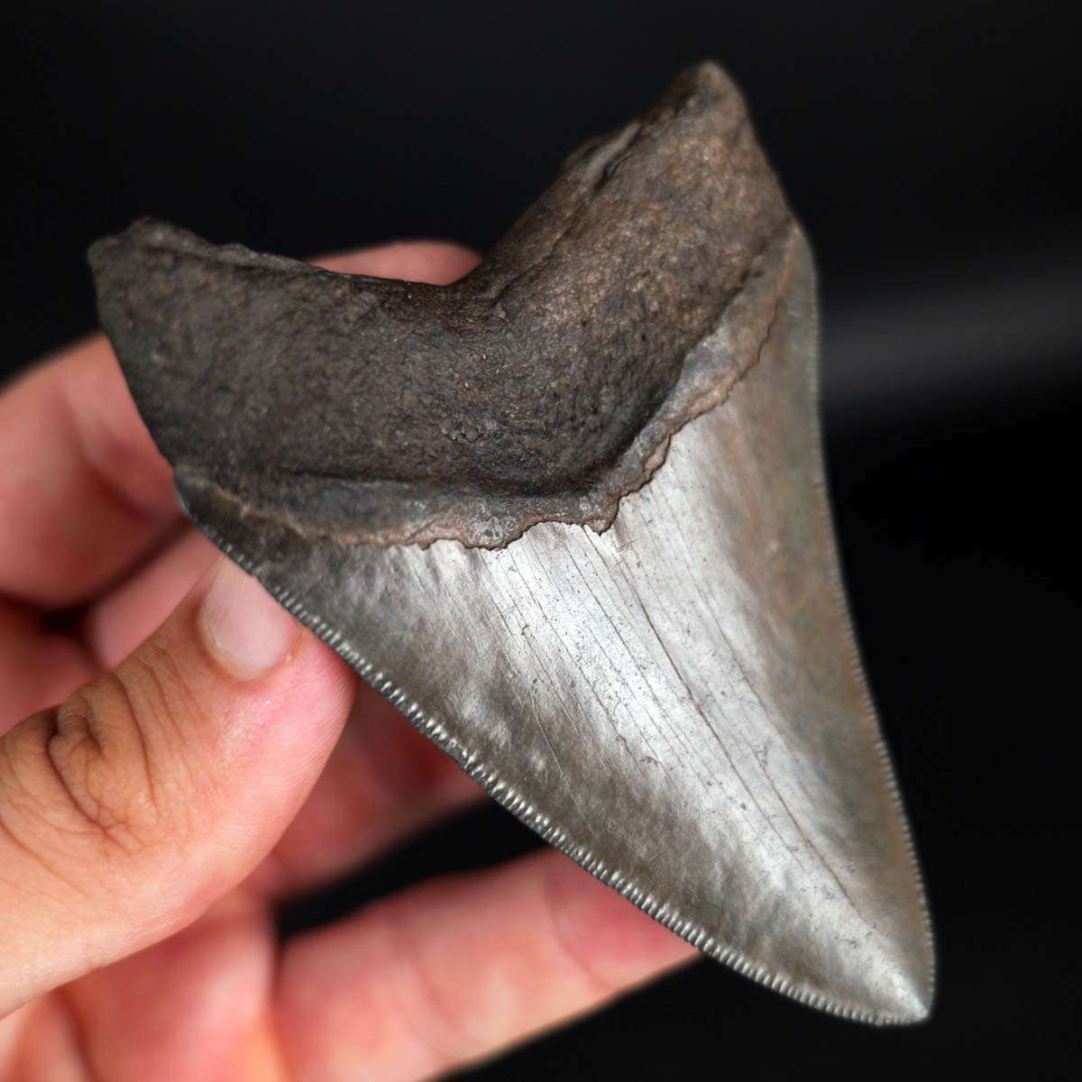 3.70" Megalodon Tooth from Coastal Georgia - Image 7