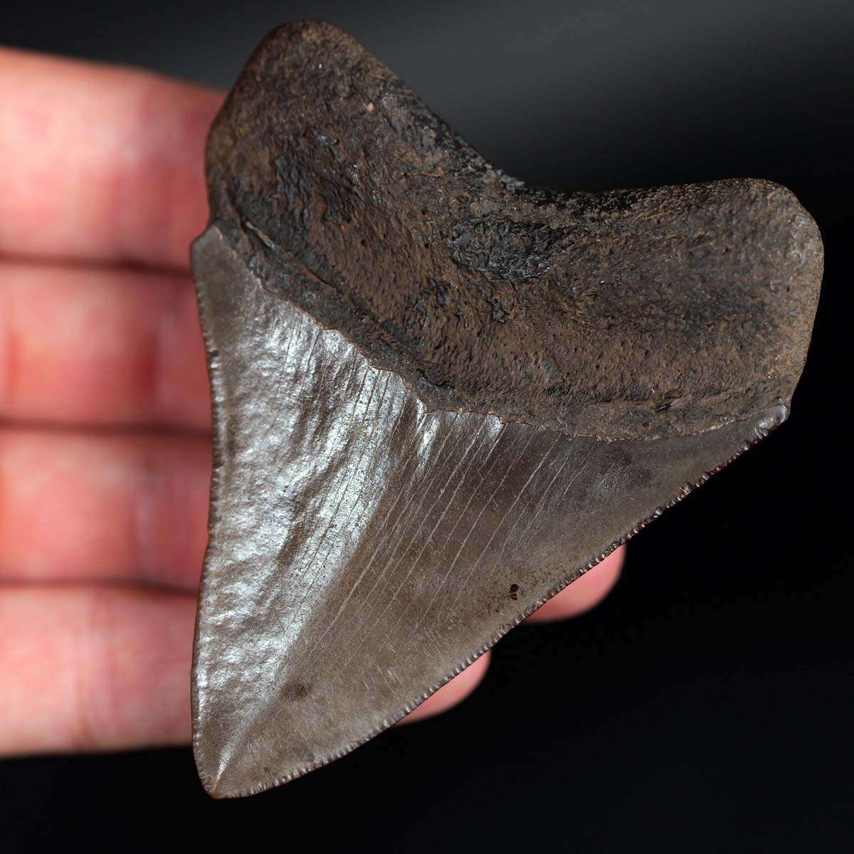 3.51" Megalodon Tooth from Coastal Georgia - Image 7