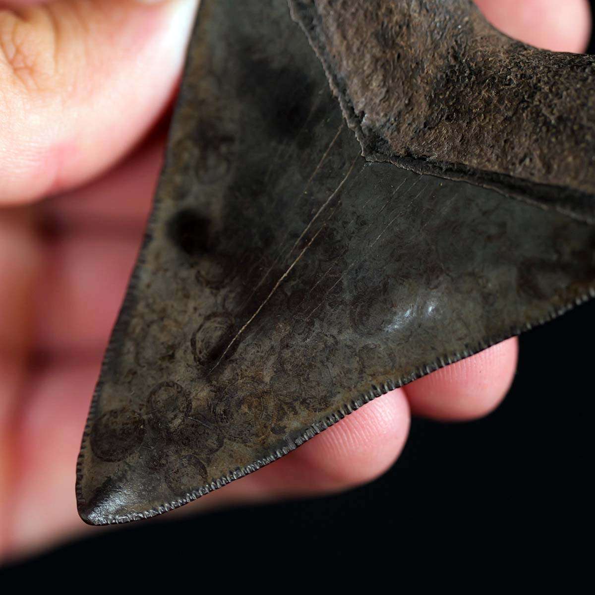 Unique 3.42" Megalodon Tooth from Coastal Georgia - Image 7