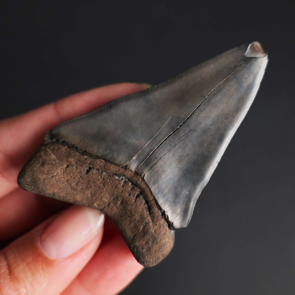 2.61" Broad-Toothed Mako found in Coastal Georgia - Image 4